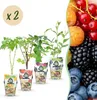 GreenboutiQ - Obstpflanzen - Regenbogen - Rote Produktbild-Vorschau 2