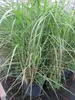 Miscanthus sinensis Malepartus - China-Schilf Malepartus Produktbild-Vorschau 1