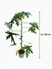 Papaya „Bisexual“ ca. 120 cm – Carica papaya – exotischer Produktbild-Vorschau 5
