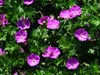 Stauden Gänge 3 x Geranium sanguineum 'Max Frei' - Blut Produktbild-Vorschau 2