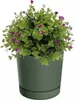 A green plant pot with a saucer containing a green plant with small purple flowers. Anteprima dell’immagine prodotto