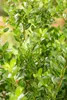 Ilex crenata 'Robustico', Japanische Stechpalme, immergrün, Produktbild-Vorschau 8