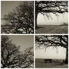 Gerahmtes Poster - Schwarzer Rahmen - Baum Schnee Sepia - Produktbild-Vorschau 9