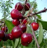 A close-up view of ripe cherries hanging from a tree branch. Produktbild-Vorschau