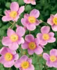 Anemone hupehensis 'Praecox', Herbst-Anemone, rosa, ca. 9x9 Produktbild-Vorschau 2
