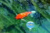 Funk-Poolthermometer MARBELLA, 30.3066.01, TFA Dostmann Produktbild-Vorschau 4