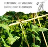 Meterbohne Samen (Vigna unguiculata) - Spargelbohnen Produktbild-Vorschau 3