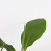Bananenpflanze - 2 Stk - Musa basjoo - Höhe 25-40cm - ⌀9cm Produktbild-Vorschau 3