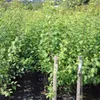 Graf Althans Reneklode  Buschbaum 110-140 cm 10 Liter Topf Produktbild-Vorschau 3