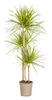 Dracaena marginata "Sunray" - Raggio di sole - altezza Anteprima dell’immagine prodotto 1