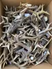 RF-D: Natürliches Rehbockgeweih, 1 kg, 11-20 Stück, Produktbild-Vorschau 1