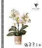 Kolibri Orchids – bílá orchidej Phalaenopsis „Lausanne“, Náhled obrázku produktu 6