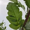 Obstpflanzensetzling Vogelbeerbaum Likjornaja im Produktbild-Vorschau 6