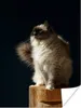 MuchoWow® Poster Eine Ragdoll-Katze sitzt auf einer Stange Produktbild-Vorschau 1