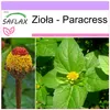 SAFLAX - Zioła - Paracress - 500 Nasiona - Acmella oleracea Podgląd zdjęcia produktu 10