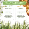 Rasen Nachsaat 1kg Produktbild-Vorschau 7