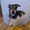 Letto morbido per cane, gatto e coniglio - grigio Anteprima dell’immagine prodotto 37