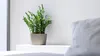 Ecopots Tokyo 30 Blumentopf - L 30 cm x B 17 cm x H 17 cm - Produktbild-Vorschau 3