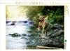 CALVENDO Puzzle Ein Motiv aus dem Kalender Löwentanz - Produktbild-Vorschau 2
