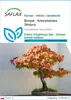 SAFLAX - Bonsai - Amerykańska Słodycz - 100 Nasiona - Podgląd zdjęcia produktu 1