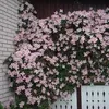 A wall covered in pink clematis flowers, with a white picket fence in the foreground. Anteprima dell’immagine prodotto