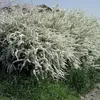 2 x jarní tavolník - Spiraea thunbergii | 40-60 cm v Náhled obrázku produktu 1