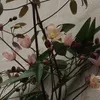 Clematis armandii Apple Blossom (sempreverde e resistente) Anteprima dell’immagine prodotto 3