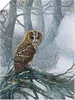 ARTland Poster Eule in verschneitem Wald Größe: 45x60 cm Produktbild-Vorschau 1