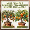Green Home Zitruserde 72L - Erde für Zitruspflanzen & Produktbild-Vorschau 6