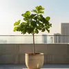 Feigenbaum - Ficus Carica - Höhe 70-90cm - ⌀21cm Produktbild-Vorschau 5