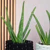 2er-Set Echte Aloe - pflegeleichte Zimmerpflanze, Aloe vera Produktbild-Vorschau 3