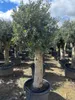 Olivenbaum XXL ca. 60 Jahre Alt Winterhart bis -17 Höhe ca. Produktbild-Vorschau 1