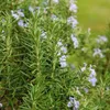 Bloomique - 3er Set - Rosmarinus Officinalis - Produktbild-Vorschau 4