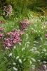 Stauden Gänge 3 x Pennisetum alopecuroides 'Piglet' im 1 Produktbild-Vorschau 3