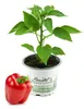 Enseleits 2er Set Rote Blockpaprika "Indired F1" im 12cm Produktbild-Vorschau 2