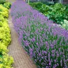 A garden path lined with lavender and yellow flowers. Produktbild-Vorschau