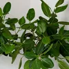 Bloomique - Ficus Carica Brown Turkey - Feigenbaum - Produktbild-Vorschau 5