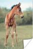 MuchoWow® Poster Pferd - Fohlen - Gras 40x60 cm - Plakate Produktbild-Vorschau 1