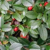 2 x  Cotoneaster dammeri « Major »  | 20-30 cm en conteneur Voir les images du produit 2