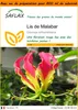 SAFLAX Garden in the bag - Lis de Malabar - 15 graines - Voir les images du produit 1