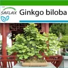 SAFLAX - ginkgo - Ginkgo biloba - 4 Semena - S pěstebním Náhled obrázku produktu 5