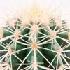 Echinocactus grusonii - Tchynina stoli?ka - v kvetiná?i 5,5 Náhľad obrázku produktu 2
