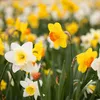 Narzissen Grosspackung Mix Blumenzwiebeln Blumenzwiebeln Produktbild-Vorschau 2