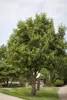 Castanea sativa, Esskastanie, 80–100 cm Produktbild-Vorschau 3