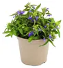 Pánský stromek – modrý – Lobelia richardii – 11 cm – sada 3 Náhled obrázku produktu 4
