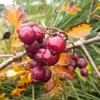 A close-up of a cluster of red berries on a branch, with autumn leaves and greenery in the background. Náhled obrázku produktu