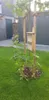 A small tree is planted in a garden with a birdhouse attached to it. Produktbild-Vorschau