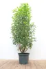 Prunus lusitanica 'Angustifolia', Portugiesischer Lorbeer, Produktbild-Vorschau 1