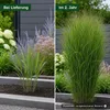 Stauden Gänge 5 x Panicum virgatum 'Northwind' im 1 Liter Produktbild-Vorschau 5