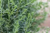 Juniperus communis 'Arnold', Wacholder, 60–80 cm Produktbild-Vorschau 3